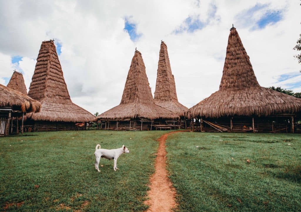 Traditional peaked-roof Sumbanese houses in a rural village setting