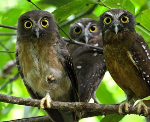 Sumba Boobook Owls