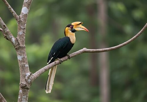 Sumba Hornbill