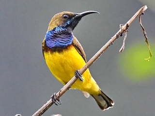 Apricot Breasted Sunbird
