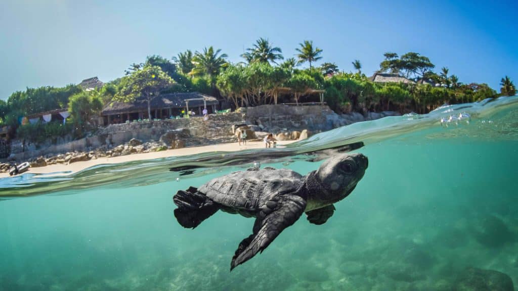 Baby sea turtle swimming near the shore below a tropical resort in Sumba Island, Indonesia