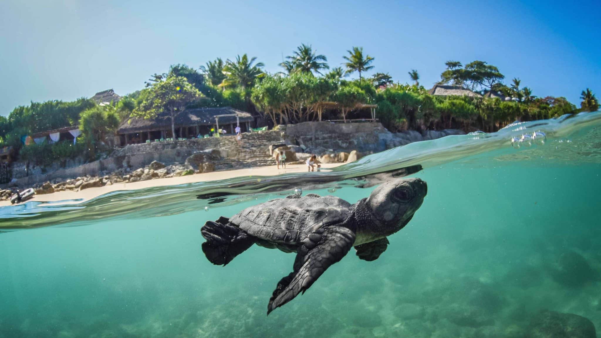 Baby sea turtle swimming near the shore below a tropical resort in Sumba Island, Indonesia