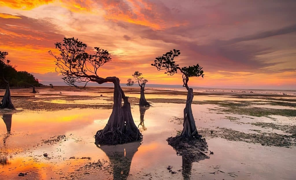 Wide view of Walakiri Beach mangrove trees at low tide during a colourful sunset on Sumba Island
