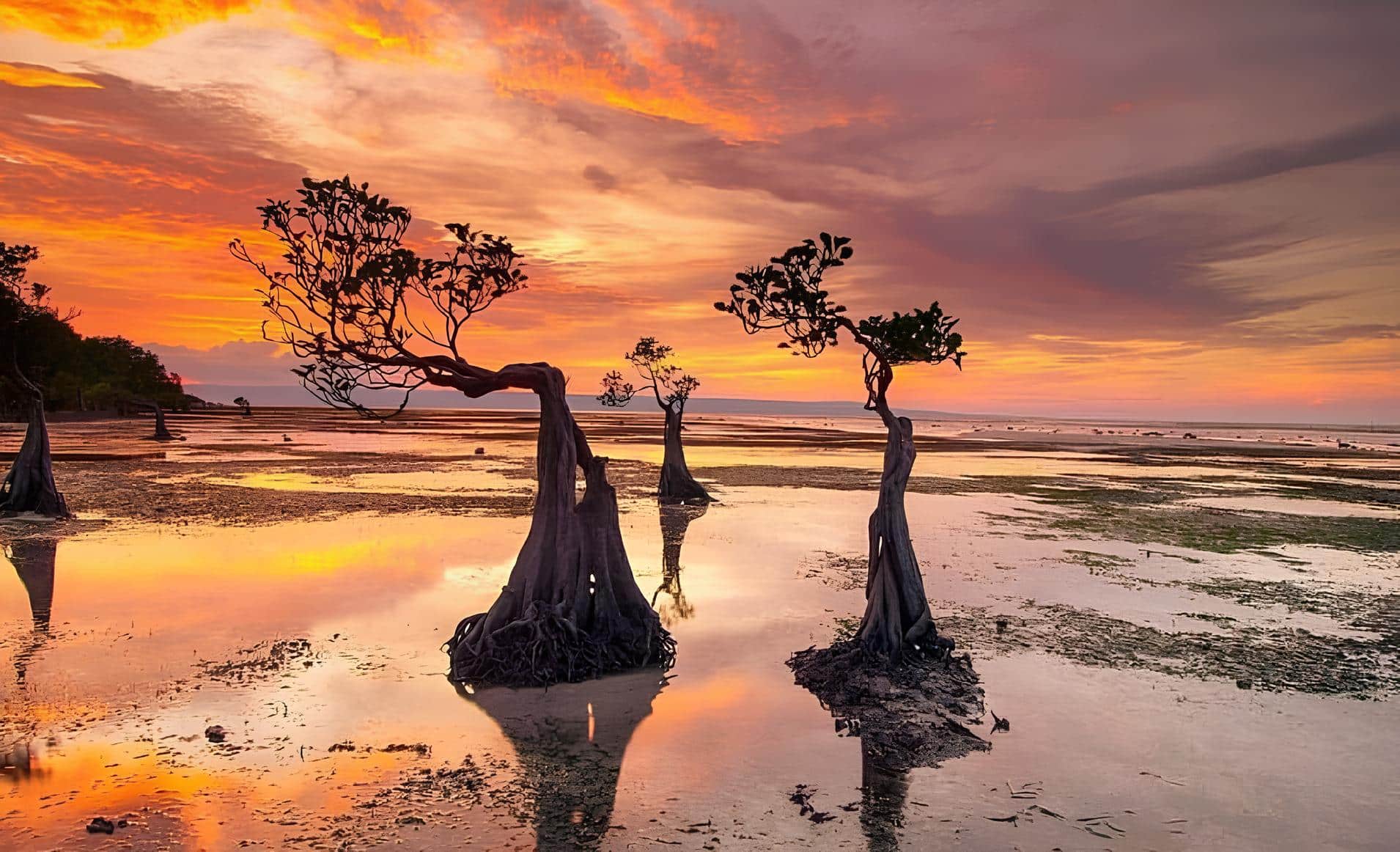 Wide view of Walakiri Beach mangrove trees at low tide during a colourful sunset on Sumba Island